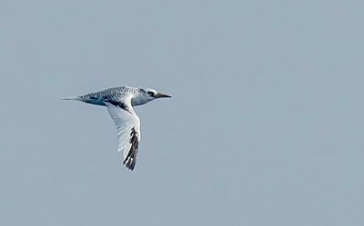 Rare seabird spotted off Kollam coast