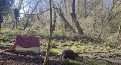Beavers reintroduced in London after 400-year absence