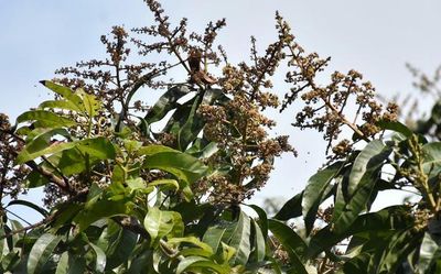 Mysuru’s mango belt remains unexpanded