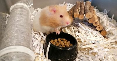 Lanarkshire branch of SSPCA seeks homes for seven hamsters