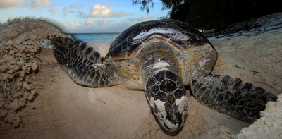How we discovered that sea turtles in Seychelles have recovered from the brink