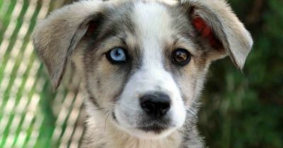 Puppy with one bright blue eye hopes someone will fall in love with his striking look