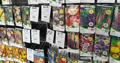 Wilko launches huge gardening range with 'value' 25p flower seeds that look 'gorgeous'