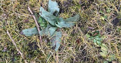 Expert warns Liverpool Council is putting rare plants and insects 'at risk'