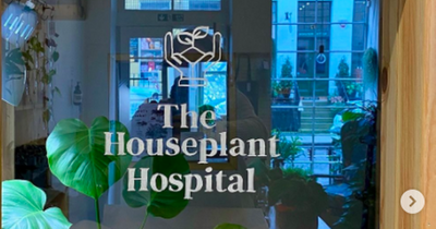 Edinburgh 'House Plant Hospital' opening to help people care for their dying greenery