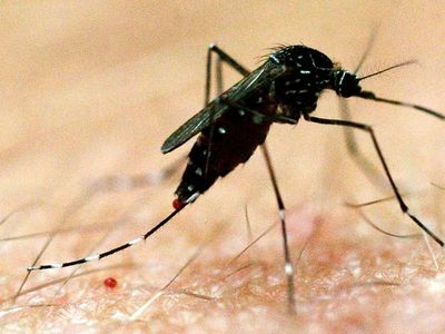 Japanese encephalitis PCR tests available