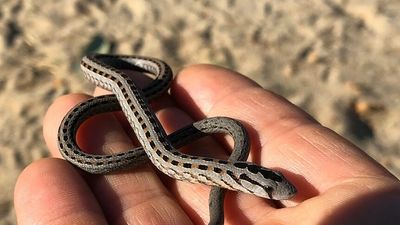 Prolonged spike in Midwest snake, lizard sightings likely driven by mouse numbers, wildlife rescuer says