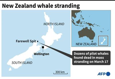 Dozens of whales die in New Zealand mass stranding