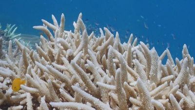 Great Barrier Reef facing another severe bleaching event ahead of UN delegation visit