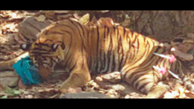 Madhya Pradesh: Tigress found injured near train tracks in Sidhi