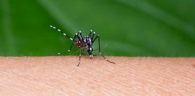 Japanese encephalitis virus can cause deadly brain swelling – but in less than 1% of cases