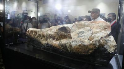 Skull of 'marine monster' in Peru points to fearsome ancient predator