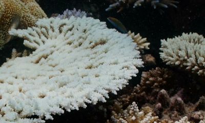 Dead coral found at Great Barrier Reef as widespread bleaching event unfolds