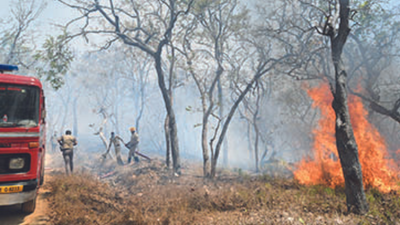 About 259ha hit in 106 forest fire incidents