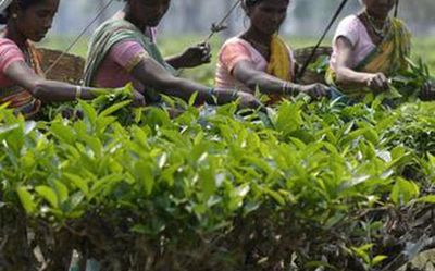Tea body hails nod for non-tea activities in estates