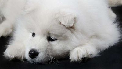 Brickbat: Dog Gone