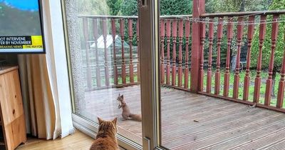 Fife local shares incredible snaps of brazen red squirrels in his back garden holding their own against the greys