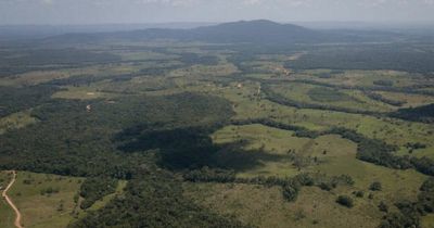 Young brothers aged 6 and 8 found alive after four weeks lost in the Amazon rainforest