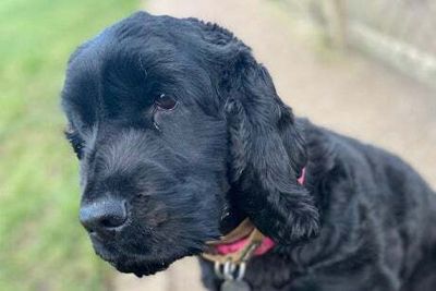 London’s ‘loneliest dog’ finally finds home after more than 500 days at animal centre