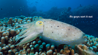 The Great Barrier Reef’s Facing A ‘Severe’ Bleach Event Right As The UN Rocks Up To Assess It