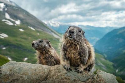 A ridiculously fluffy rodent may hold the secret to longevity
