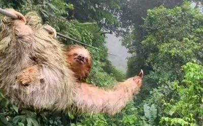 Sloth’s hilarious zipline adventure tops TND’s videos of the week