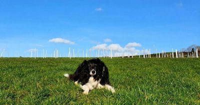 Co Down native Irish wood being planted especially for dogs