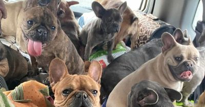 Woman drives for four days with 20 dogs crammed in car to flee Ukraine