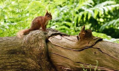 Plans to restore Brownsea Island to Dorset heathland of Thomas Hardy