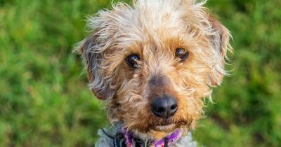 Dog with trust issues finds peace watching David Attenborough documentaries