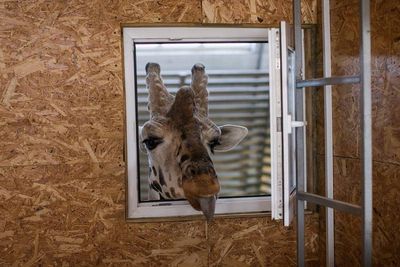 Ukraine zookeeper dodging Russian shelling to save animals pleads for international help