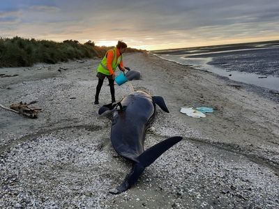 Twenty nine pilot whales die after becoming stranded on New Zealand beach