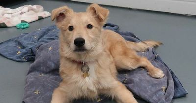 Adorable five-month-old rescue puppy desperate for cuddles needs home