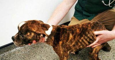 Callous Scots owner starved dogs so badly they could barely stand