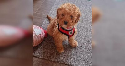 Couple told puppy needs life-saving op two days after buying her