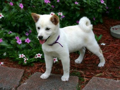 Shiba Inu Average Balance Triples As Volume Skyrockets By 500%