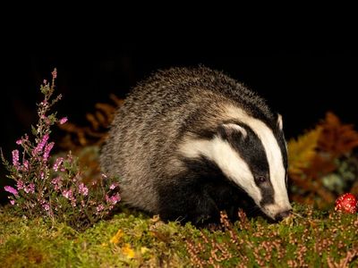 RSPCA calls for end to badger cull as ‘landmark’ study finds it has not cut TB in cattle