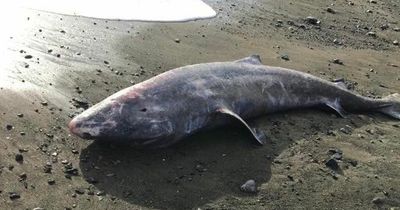Shark thought to be alive since Henry VIII in post-mortem after washing up in UK