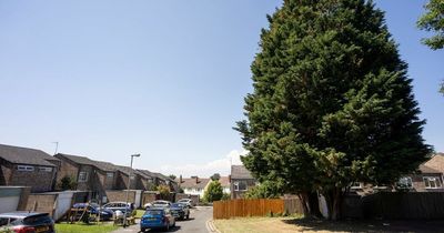 Fury as 'bonkers' council cuts down two 70ft trees over one neighbour complaint