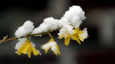 Despite Spring’s Arrival, Two-thirds Of US Could Still Face Snow