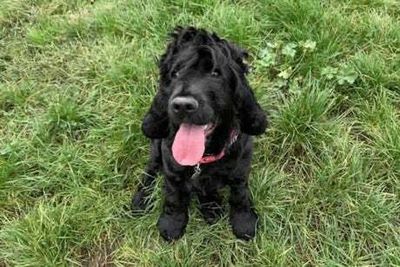 Good news bulletin: Lonely dog finds home, brothers reunited - positive stories from this week