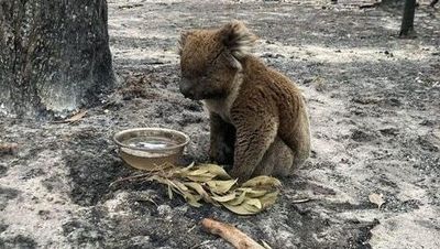 Threatened species list grows despite improvement in state of environment, annual report finds