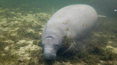 New Efforts Made To Save Manatees After Record Die-Off In 2021