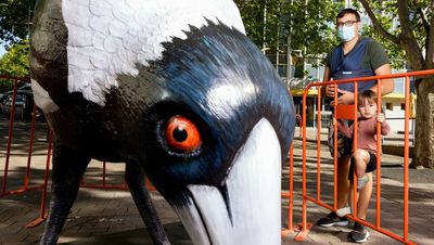 Giant magpie swoops into the hearts of Canberrans