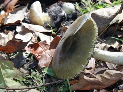 Death cap mushroom warning for the ACT