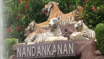 Odisha: Nandankanan zoo welcomes two lion cubs