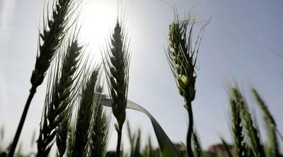 Syria Says No Worries About Wheat Reserves