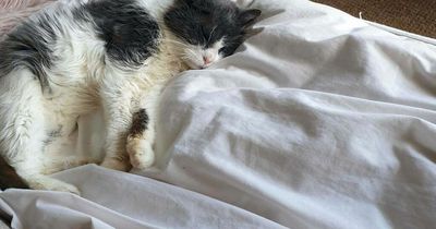 RSPCA's oldest ever cat finds new home at 21 after huge worldwide response