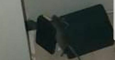 Glasgow woman forced to take sleeping pills after being 'tormented' by rat infestation