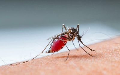 How are mosquitoes able to avoid insect repellents?